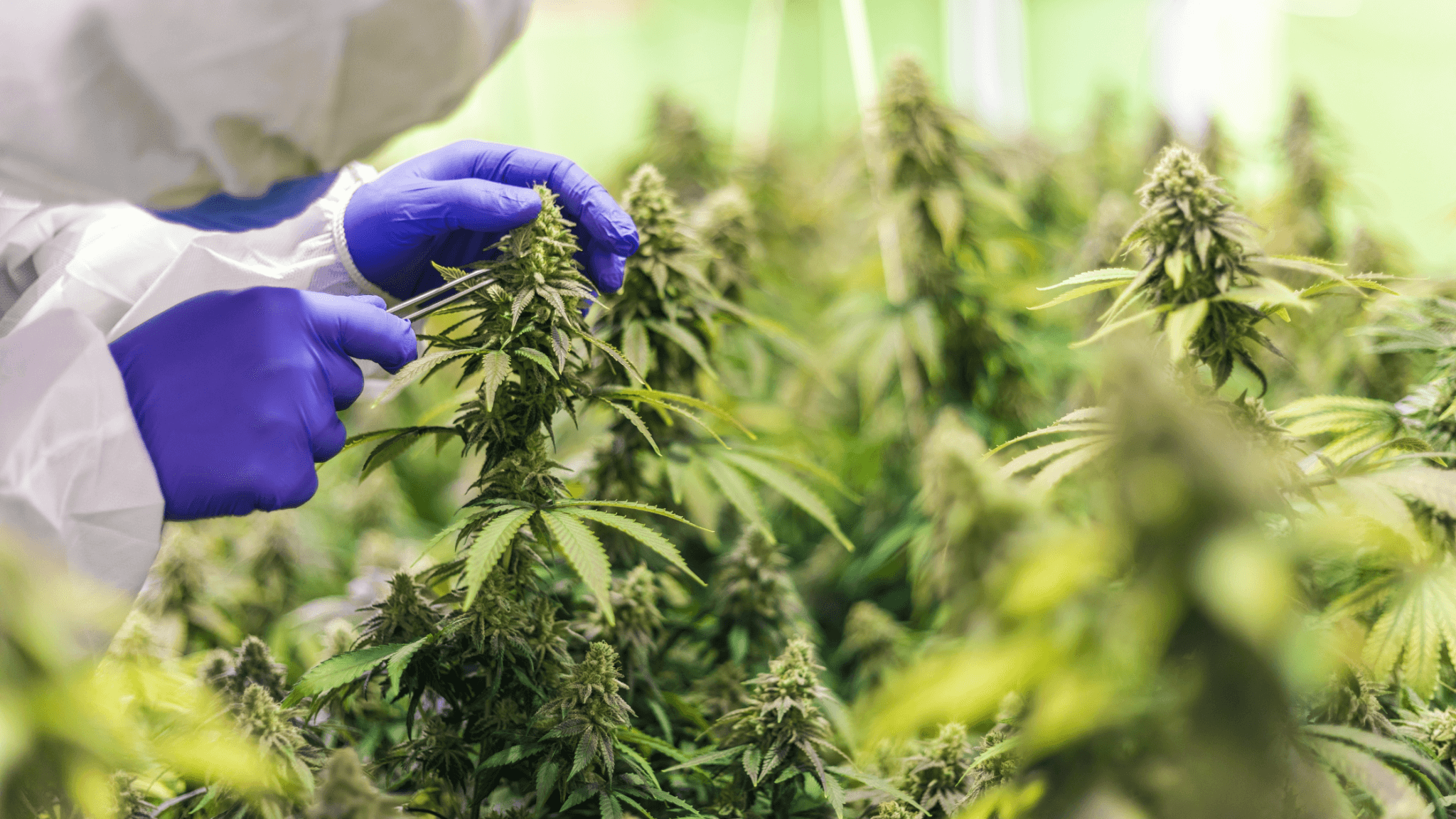 Cannabis Safety: a complex safety question